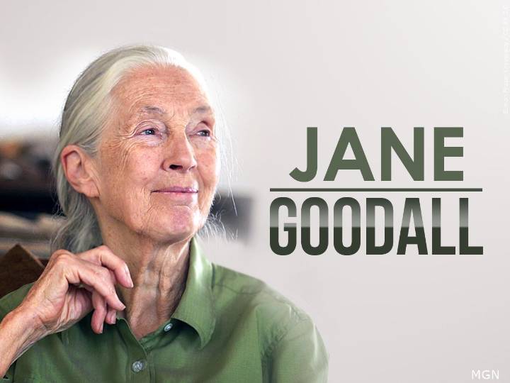 Jane Goodall, conservationist renowned for chimpanzee research and environmental advocacy, has died