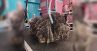 Neglected Matted Dog Makes Incredible Transformation After Life
