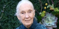Jane Goodall Dead – Iconic Primatologist, Conservationist & Chimpanzee Expert Dies at 91 | Jane Goodall, RIP 