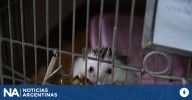 Rescataron a 87 erizos africanos en un criadero ilegal de Balvanera