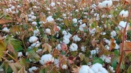 Buscan recuperar sector textil con la siembra de algodón