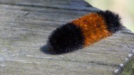 Weather IQ: The folklore of the Woolly Worm