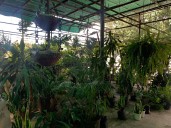 Venta de pinos y flores navideñas se iniciarán a mediados de noviembre