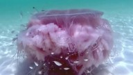The rare pink meanie jellyfish gives Texas beachgoers a once-in
