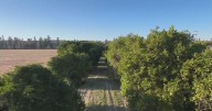 Old San Jose farm faces threat from invasive fruit fly