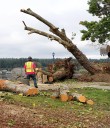Poulsbo removing trees at waterfront park after one fell