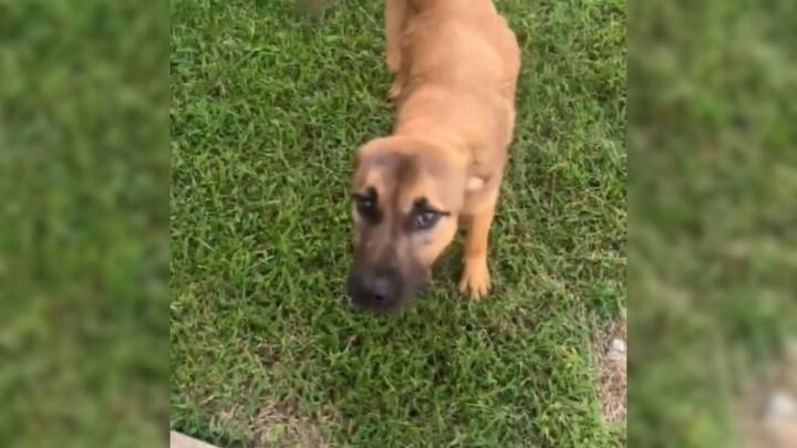 Sorrowful Pup Waited At Oklahoma Gas Station For Someone Who Never Returned And Then A Rescuer Stepped In