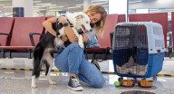 Transporte de mascotas en cabina: Aerocivil actualiza sus normas para viajar con animales de compañía