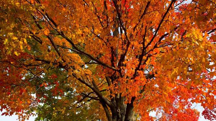 When, where to see the best peak fall foliage in Pennsylvania?