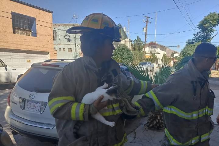 Bomberos rescatan a gato atrapado en árbol de la Partido Romero