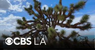 Desert escape at Joshua Tree