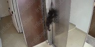 Dramático video: se cerró el ascensor, el perro quedó colgando y el final era inevitable... hasta que apareció un héroe