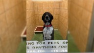 Mom’s Daycare Message About Their Dog Triggers A Funny Revelation For A New York Woman