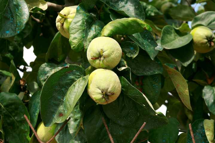 The consolation of the quince