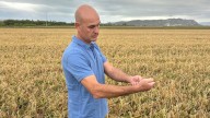 El arroz valenciano cierra una recolección con sabor a desastre