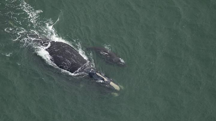 Esperanzadora recuperación de una de las ballenas más amenazadas del Atlántico: quedan 384 ejemplares