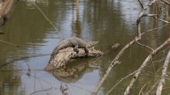 Protección Civil Culiacán ha registrado hasta siete avistamientos de cocodrilos este año