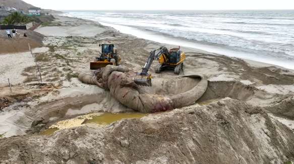 Entierran a ballena azul en Tumbes tras quedar varada en playa (VIDEO)