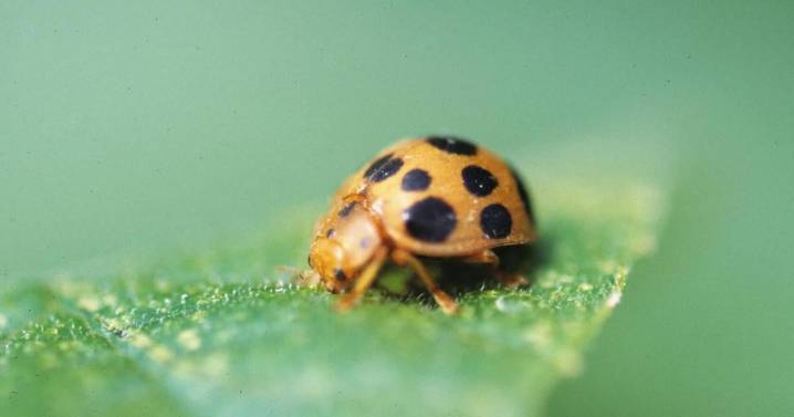 From errant birdseed to mint mishaps, gardening can be as scary as any Halloween night