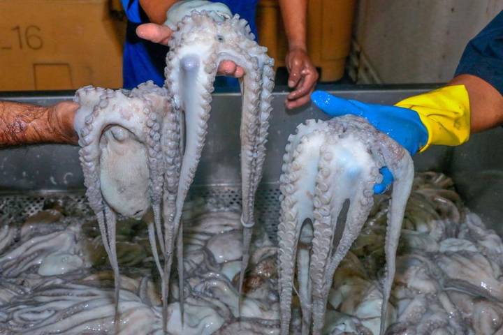 Venezuela exporta más de medio millón de productos del mar al continente europeo