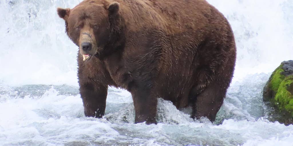 Katmai National Park announces 2025 Fat Bear Week winner