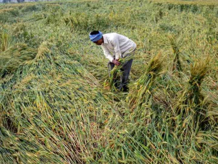 Cabinet Meeting: Government approves MSP for Rabi crops for marketing season 2026