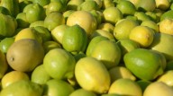 Crecieron 18% las exportaciones de frutas argentinas en los primeros 8 meses del año