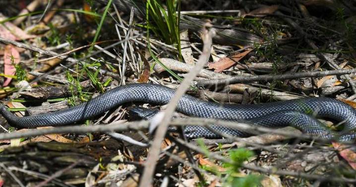 Snakes alive! Venomous vipers strike like lightning