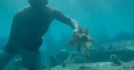'Like being in contact with an alien': The Brit abroad who befriended an octopus