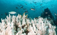 The World's First Climate Tipping Point Has Been Crossed