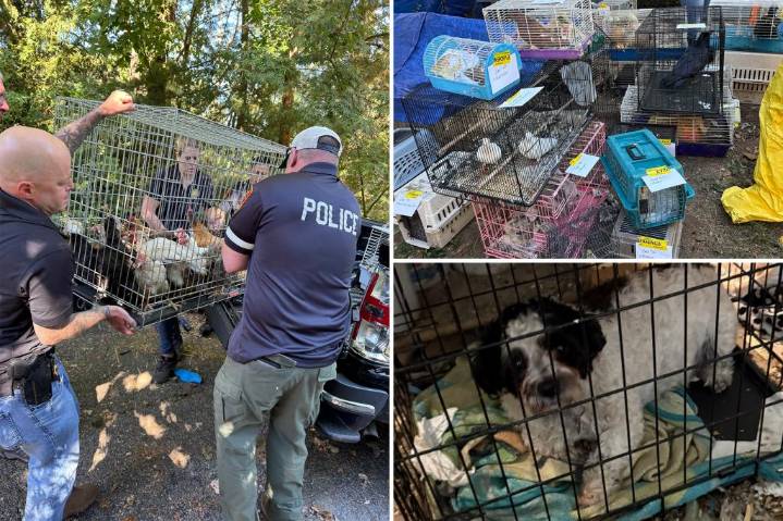Suffolk County house of horrors found with hundreds of animals and elderly woman living in filth: cops