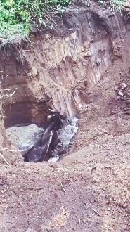 Bison rescued from abandoned well in Chapramari Forest