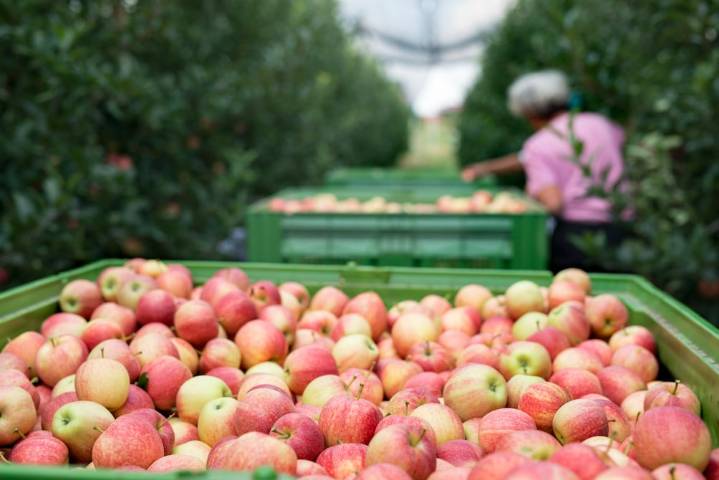 Deja el arte para dedicarse a la granja de su familia y hoy lidera uno de los destinos más populares de otoño: “nos visitan más de 100 mil personas al año”