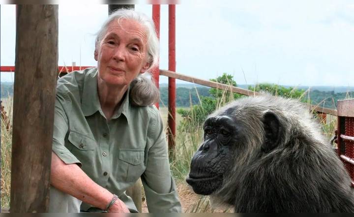 Muere Jane Goodall, la reconocida investigadora de la vida salvaje y defensora de los derechos animales, a los 91 años
