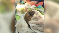 A Routine Vet Procedure In West Virginia Turned Into A Joyful Celebration