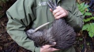 The Ambitious Effort to Save New Zealand’s Iconic Bird
