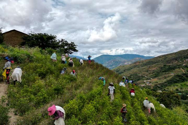 La hoja de coca se cuela en la campaña por la presidencia de Bolivia: vuelve la mano dura