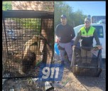 Capturaron un oso melero en una zona urbana de Resistencia