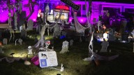 Grafton home turns Halloween fun into lifesaving help for cats: Ready Pet GO!
