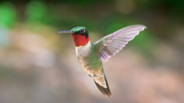 Plant These Two Flowers Together In October For A Hummingbird