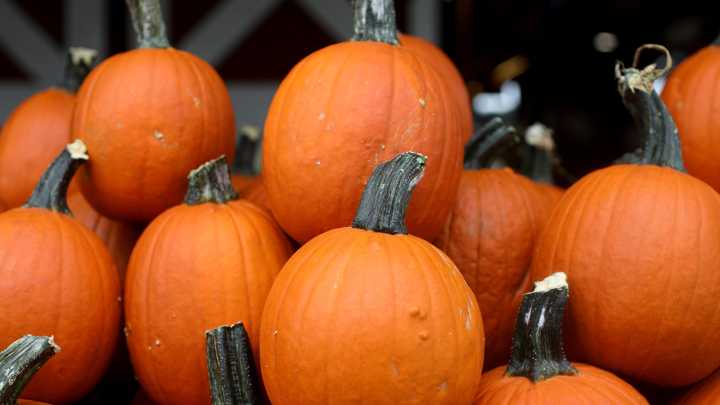 10(+) farms to pick your own pumpkins in North Jersey in 2025