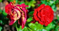 Gardening expert shares 10-minute task to do in October to ensure roses bloom in spring