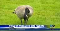 Wings on Willamette celebrating birds migrating and a new coalition