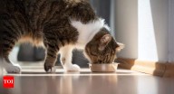 Essential cat food ingredients: 5 must-have nutrients and 5 harmful ones to avoid