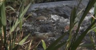 Drought forces unprecedented water restrictions in Yakima Basin