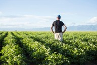 INIA alerta sobre riesgo de hongos en cultivos entre Coquimbo y Los Lagos por lluvias tardías y altas temperaturas