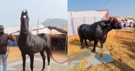 Rs 15 cr horse, Rs 23 cr buffalo steal spotlight at Pushkar Fair