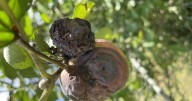 Tips for planting starts of cool-season vegetable plants