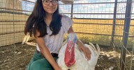 Jim Wells County Fair showcases young exhibitors' dedication to livestock care