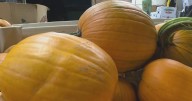 Weather to blame for what Pennsylvania farmer calls worst growing season ever for pumpkins